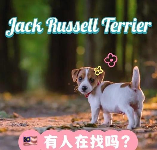 小身躯大能量的意思