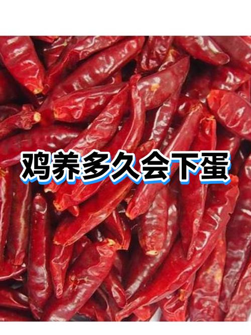 鸡养多久下蛋