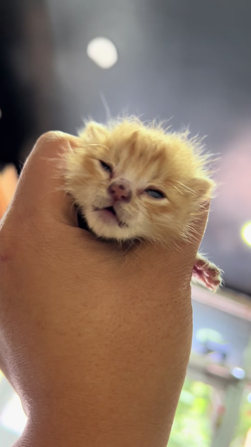 小奶猫叫