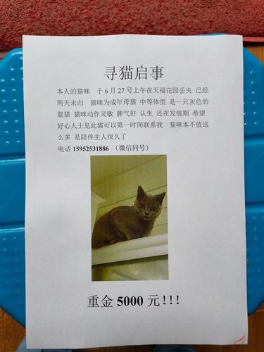 悬赏猫改名了,为什么找不到