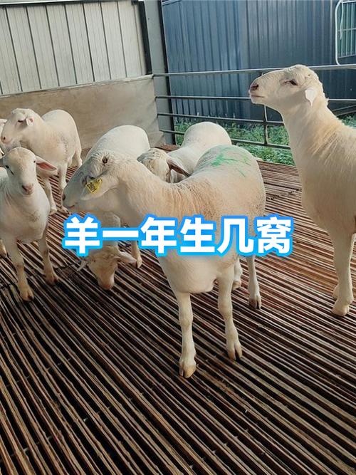 单人旁加个羊念什么截图