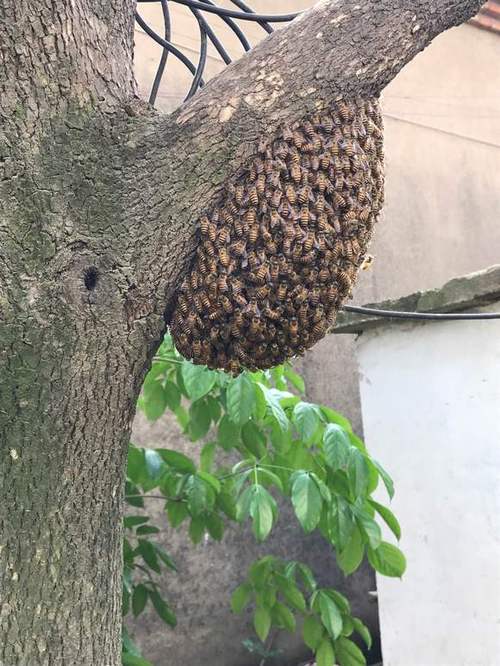 蜜蜂来家里有什么预兆