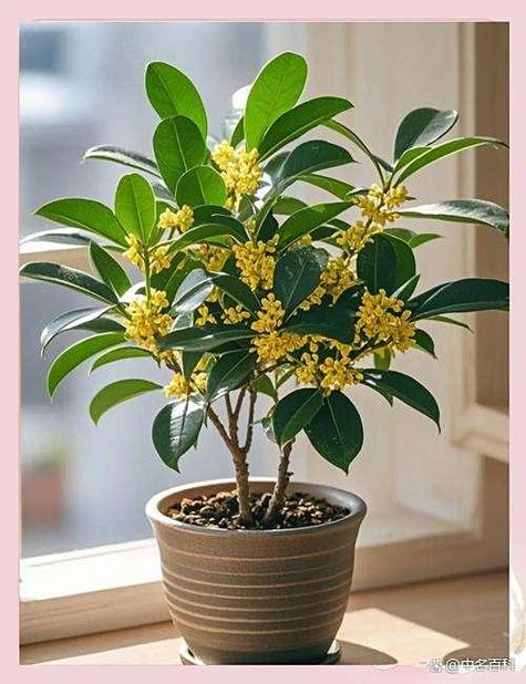 桂花树移栽多久才算活
