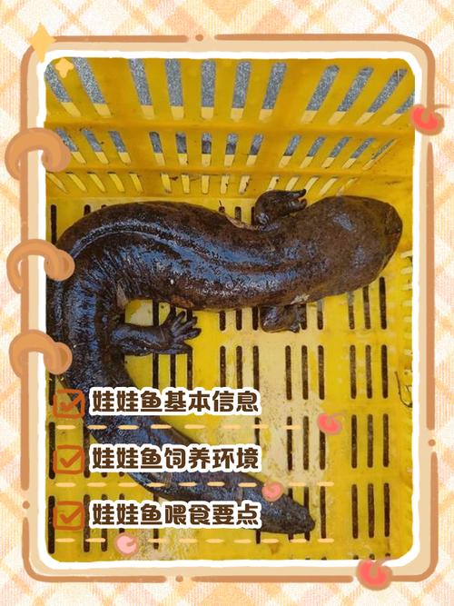 养娃娃鱼水多深合适
