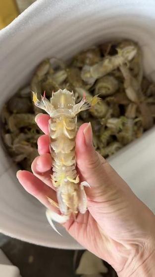 最小的皮皮虾截图