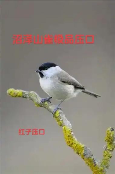 红子鸟叫声大全