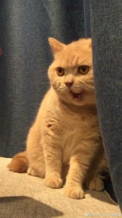 猫哈哈下载安装截图