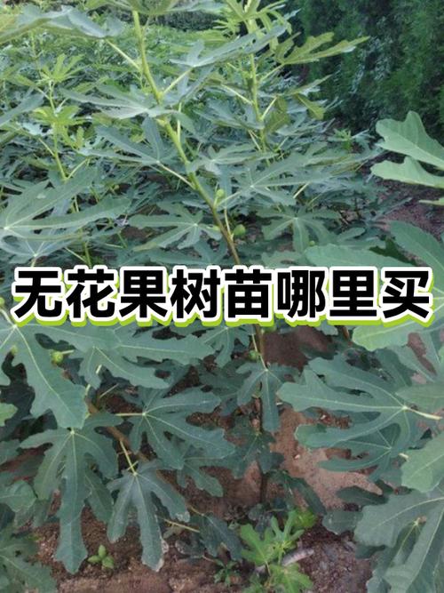 无花果在哪里买