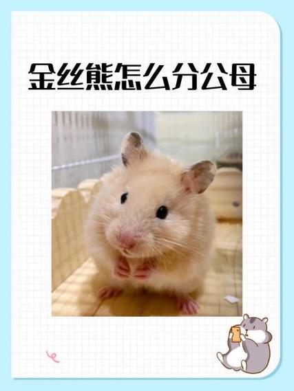 仓鼠熊配对繁殖表