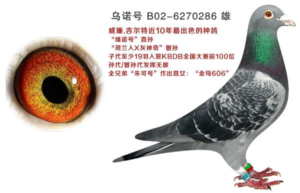 咕咕信鸽拍卖网