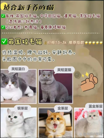 猫奴是什么性格