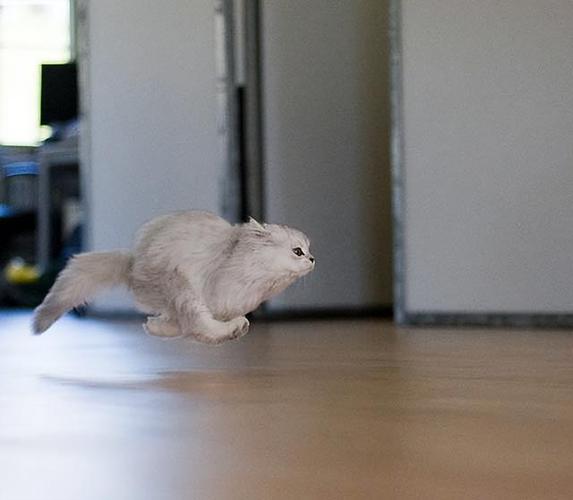 跑猫是啥意思