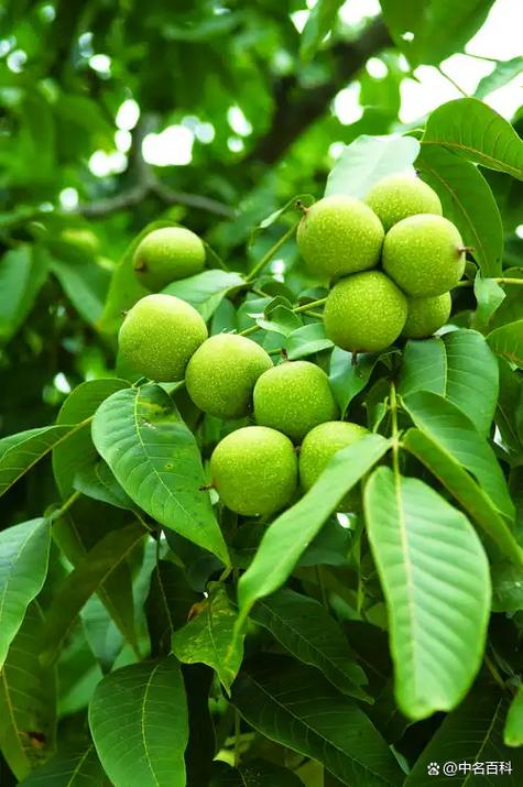 核桃树公母怎么分辨