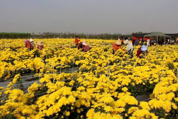 菊花之乡在什么地方