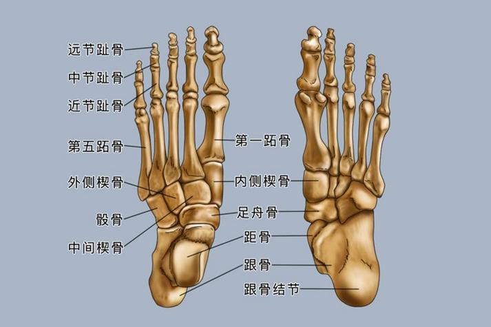 整只脚的结构图与名称