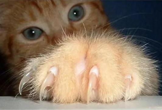 猫爪子剪了还能长尖吗