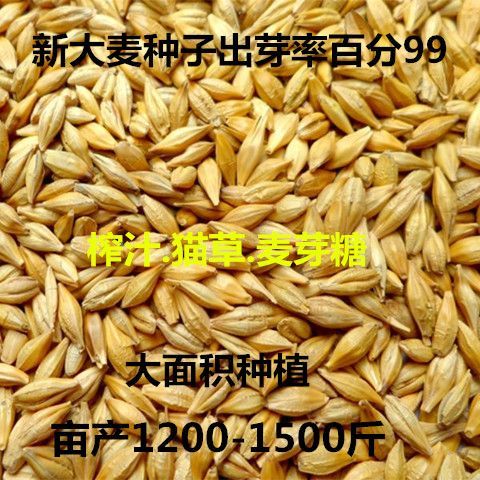 大麦种子价格