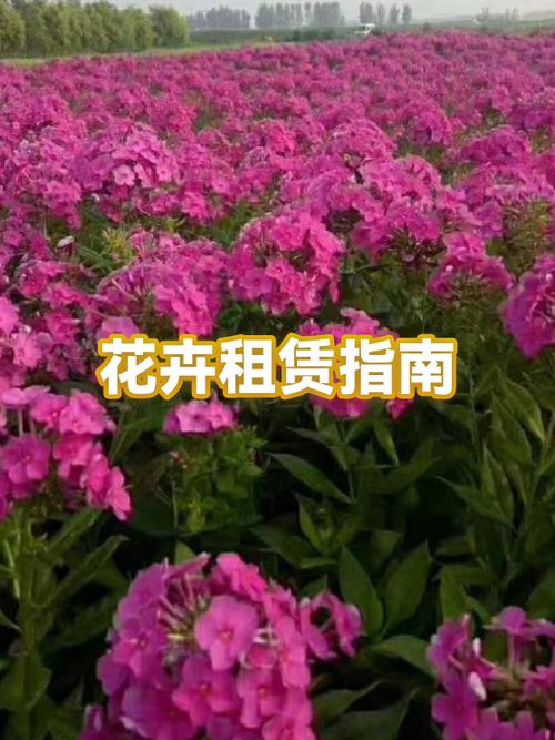 上海十大花卉批发市场