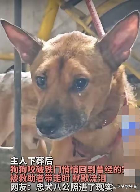 舍不得狗狗怎么办截图