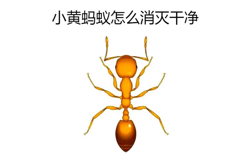 家里有小小的黄蚂蚁怎么办能除根截图