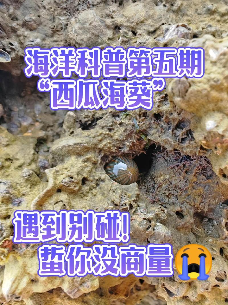 海葵突然翻过来要警惕图标