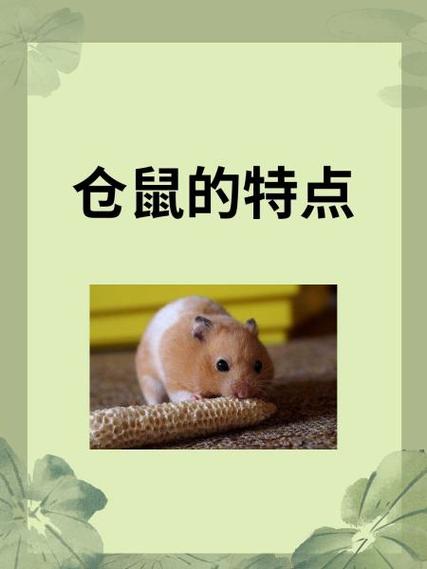 仓鼠窝里全是屎要警惕