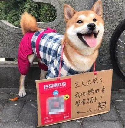 养狗l领红包