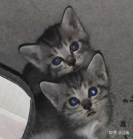 灰色狸花猫截图