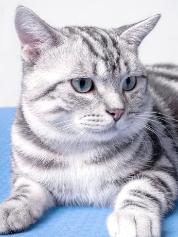 什么颜色的猫地位最高