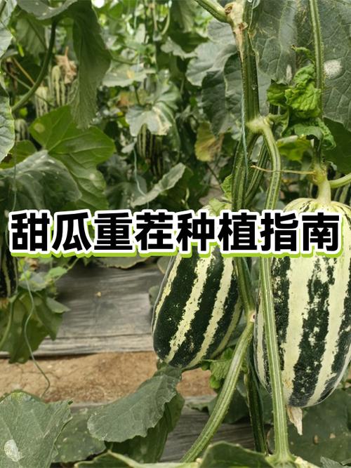 甜瓜几年重茬不能种
