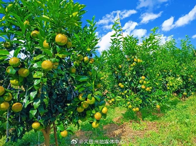 金果果农场
