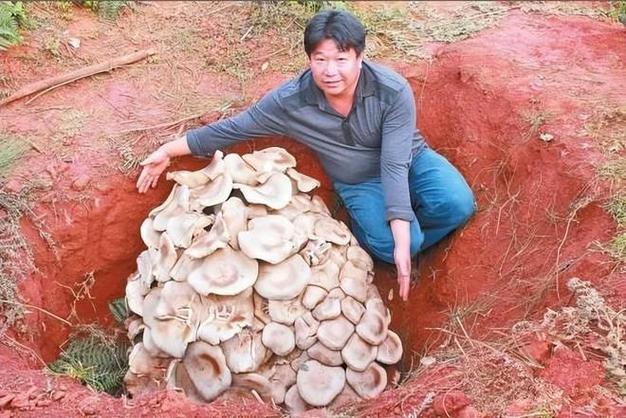 白色比较细的蘑菇是什么截图