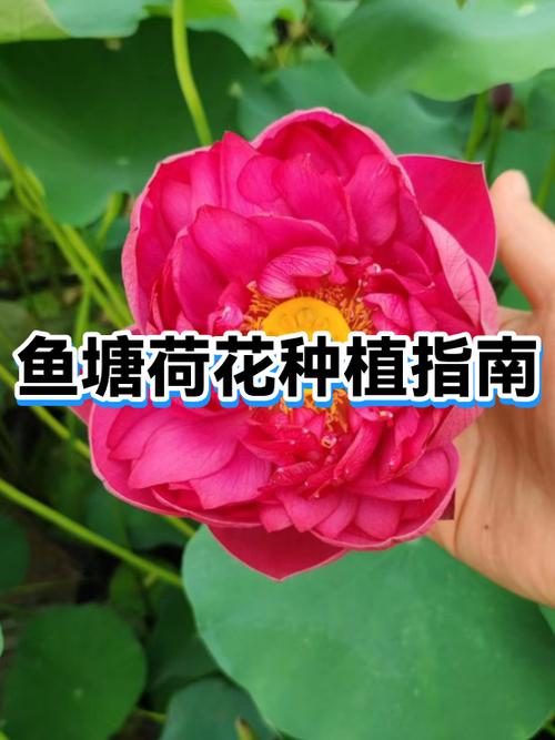 荷花的种植方法和时间