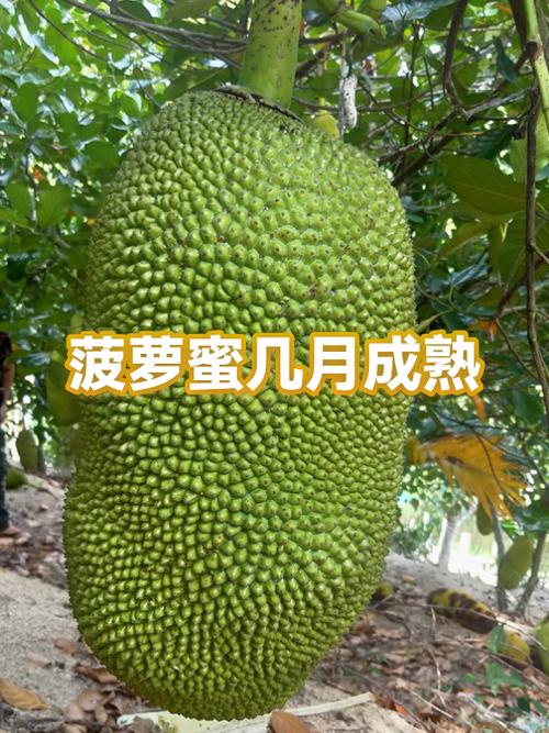 菠萝蜜软绵绵的怎么回事
