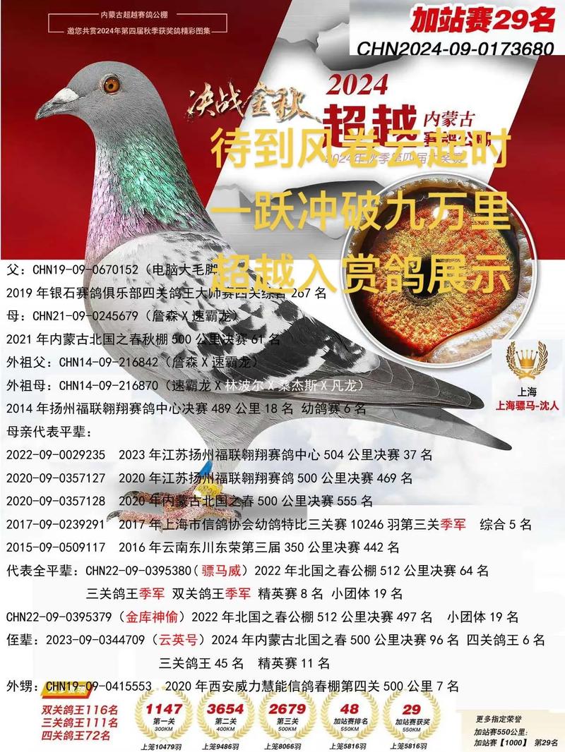 内蒙赤峰王欣信鸽成绩截图