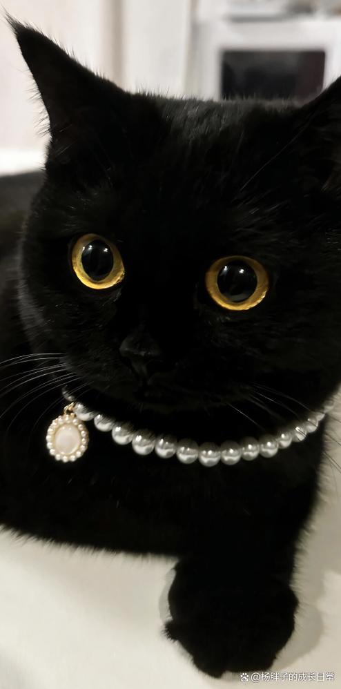 黑猫代表什么意思