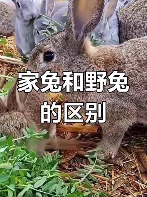 野兔和家兔皮肤一样吗图标