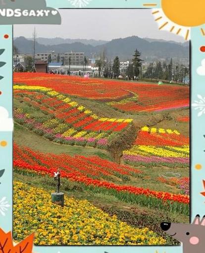 附近花海在哪里