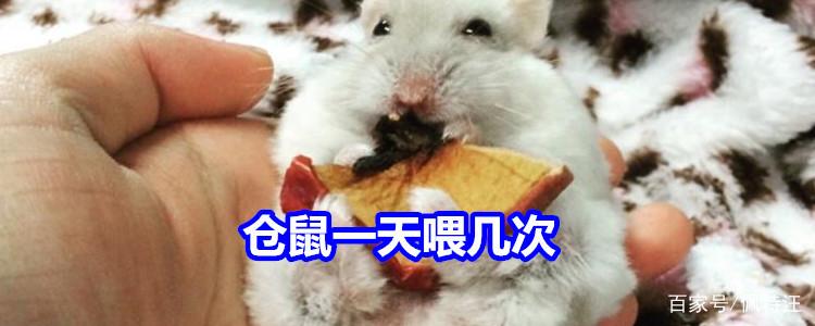 仓鼠几天喂一次