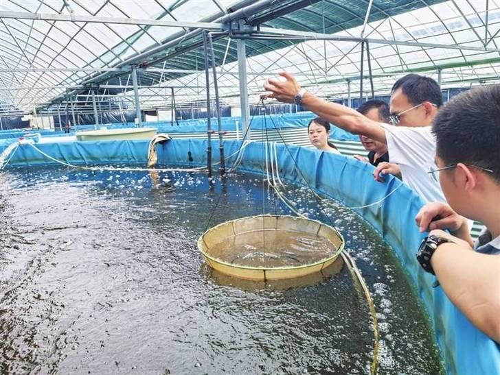 养虾游戏截图