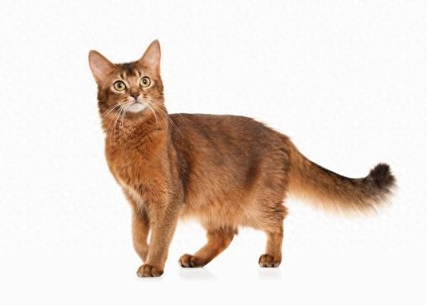 三色猫的寓意