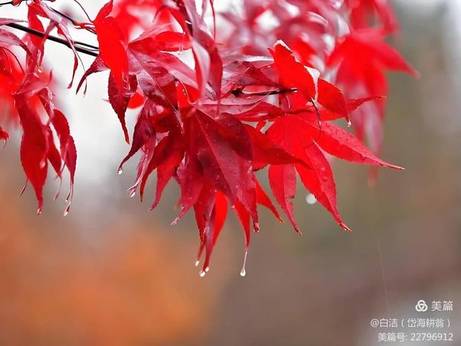 雨后意境很美的诗句
