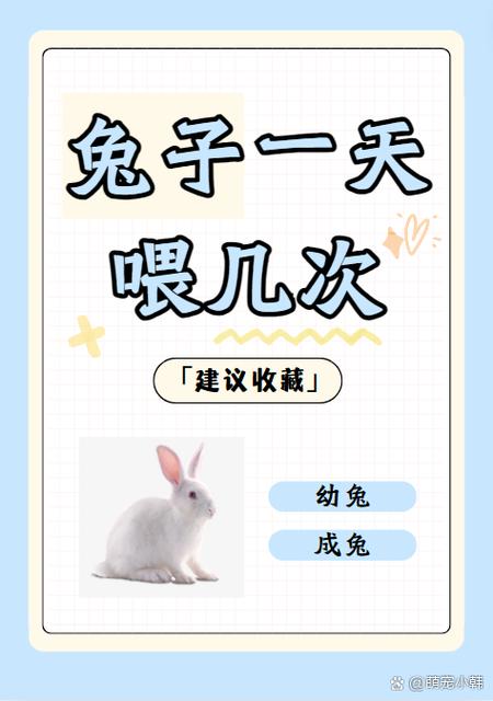 兔子为什么不养两个截图