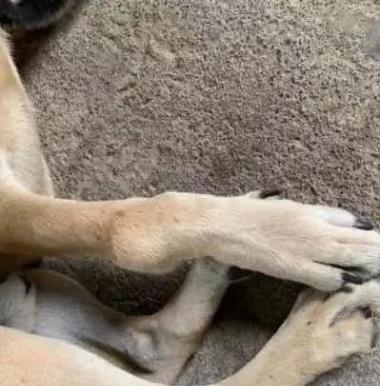 狗狗腿肿了是什么症状