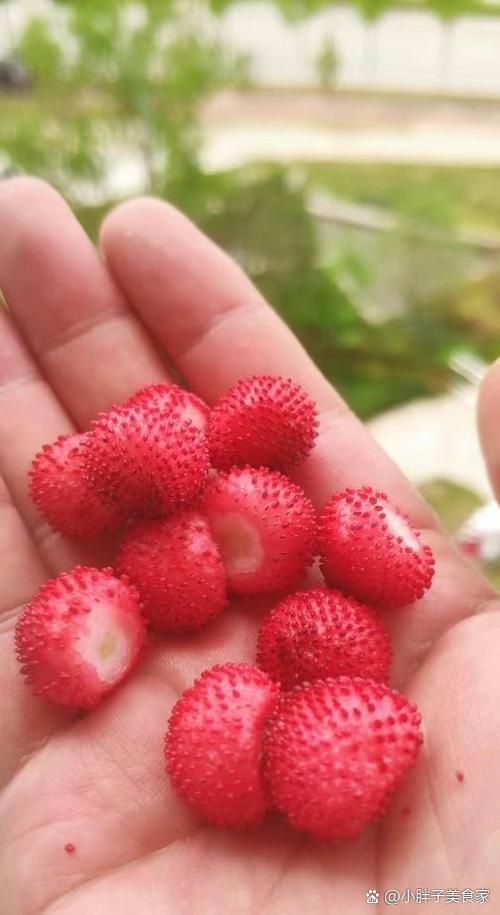 小草莓现在叫什么名字