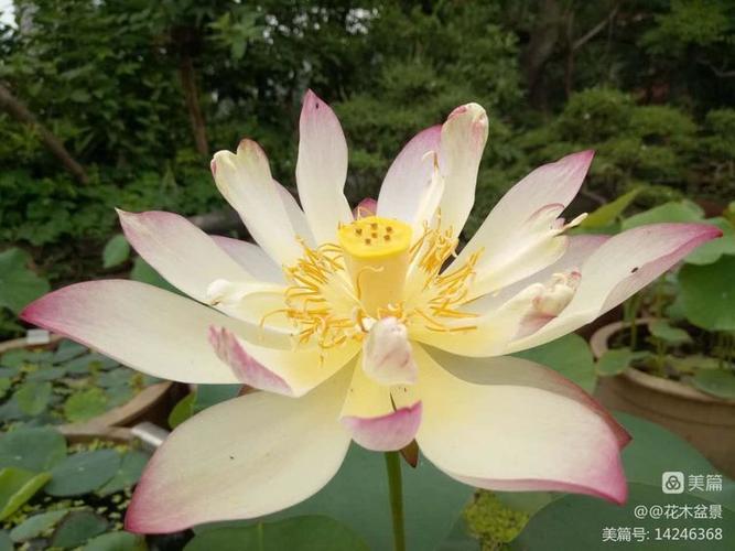 荷花莲花都有藕吗缩略图