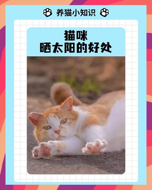 养猫晒不到太阳怎么办