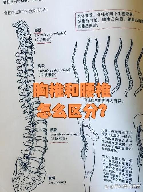 胸椎主要特征是哪三个