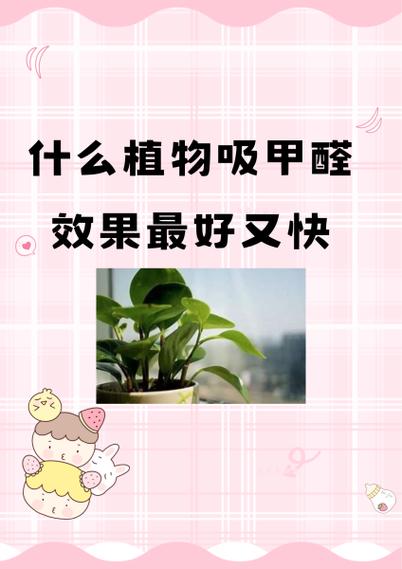 什么东西吸甲醛效果最好又快截图