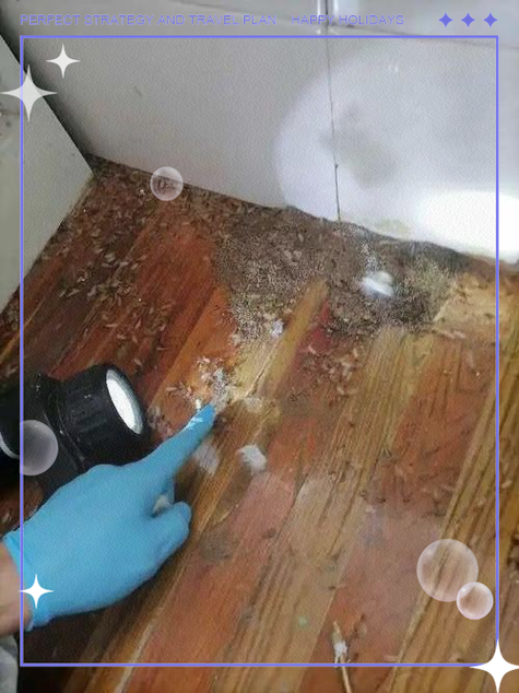 有白蚁的房子还能住吗